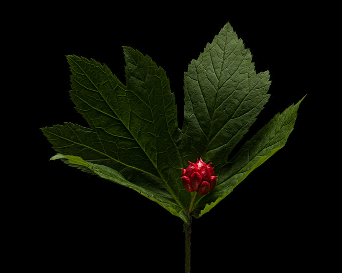 Goldenseal 1
