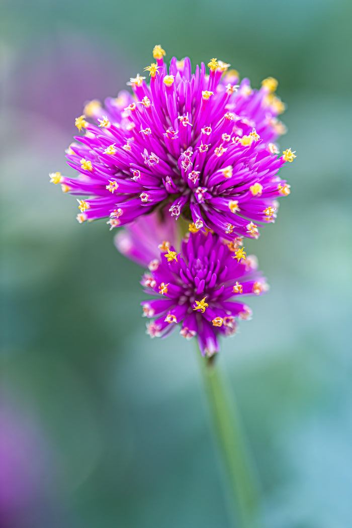 Gomphrena 4