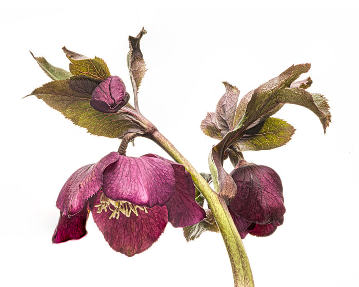 Hellebore 8