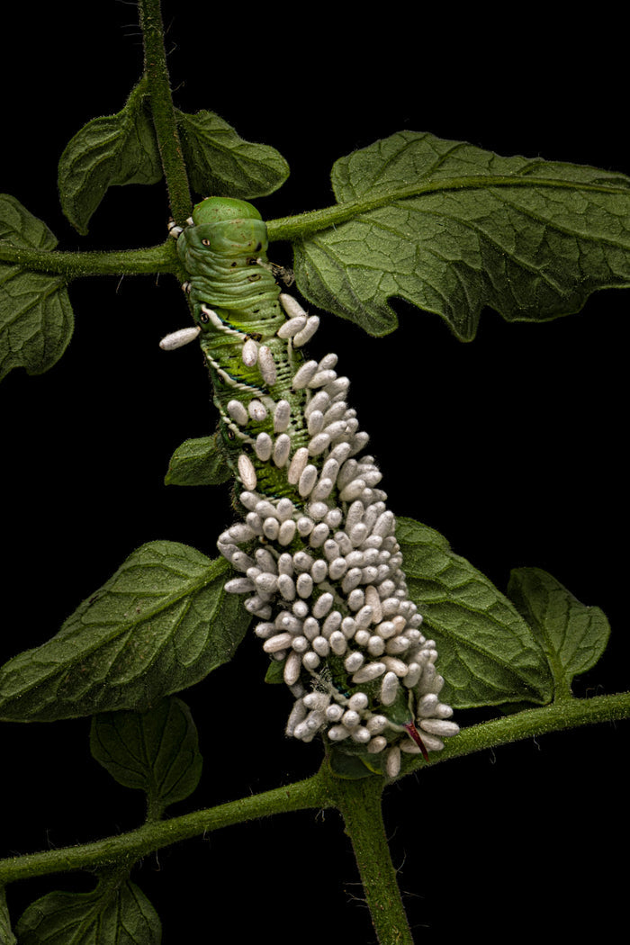 Hornworm 2