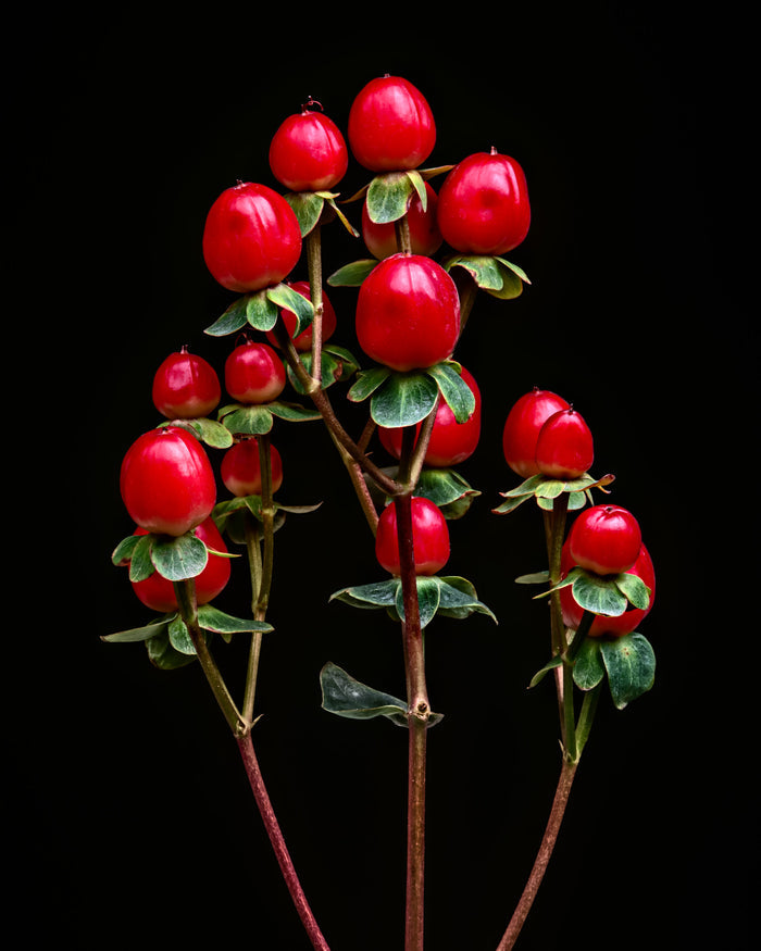Hypericum 2