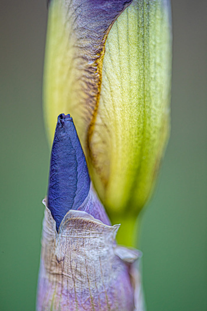 Iris 10