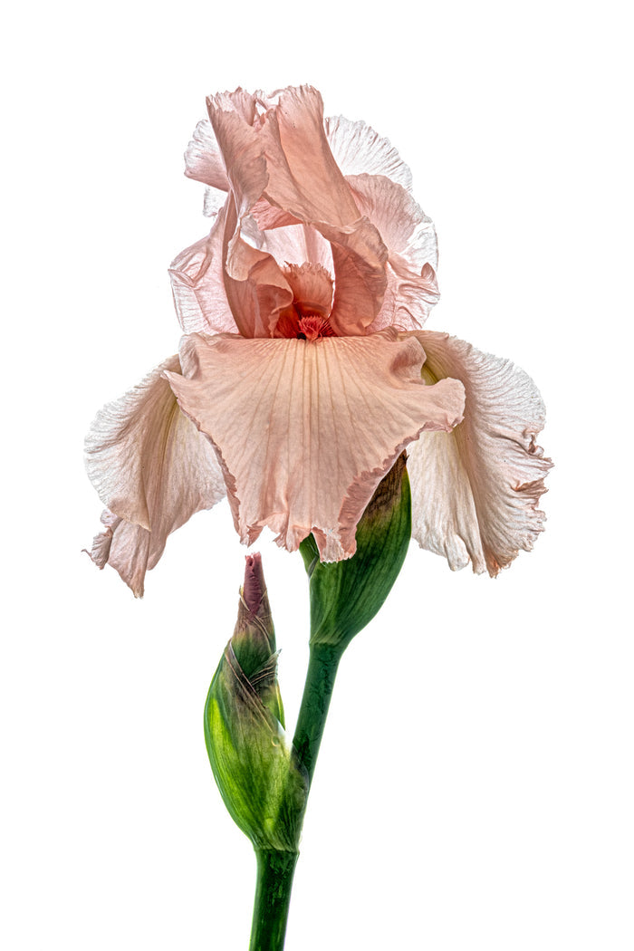 Iris 20