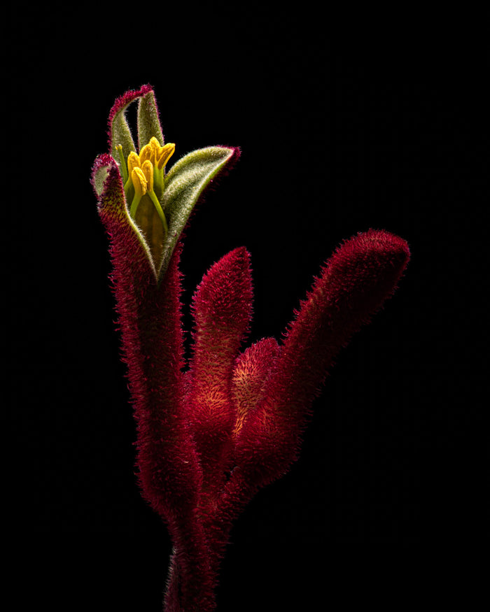 Kangaroo Paws 2