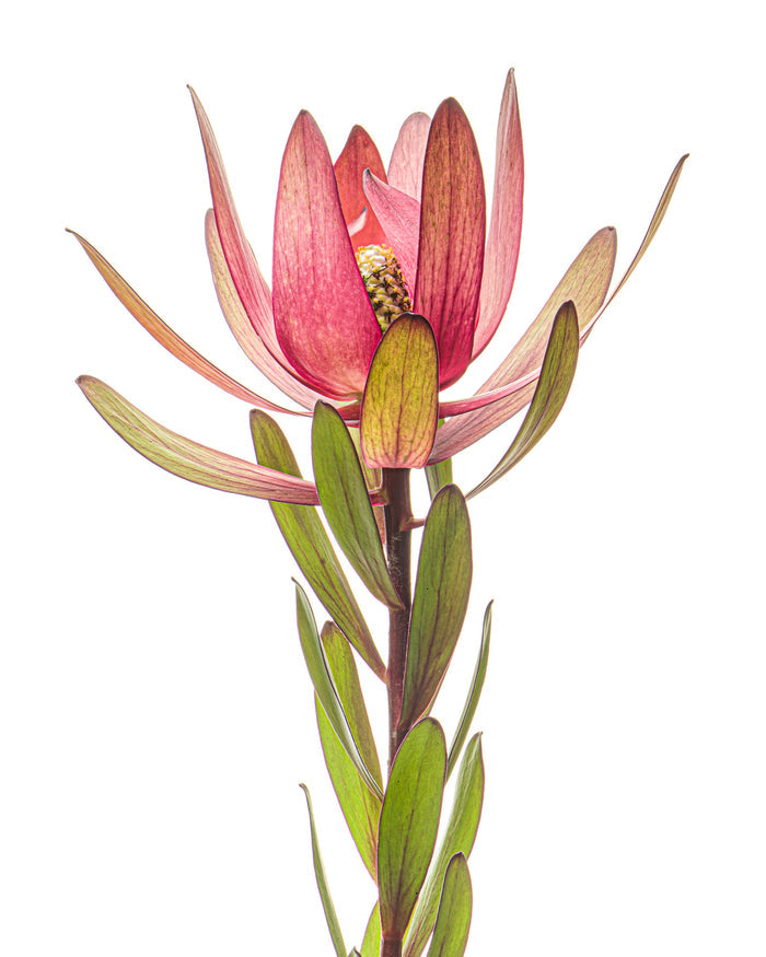 Leucadendron 7