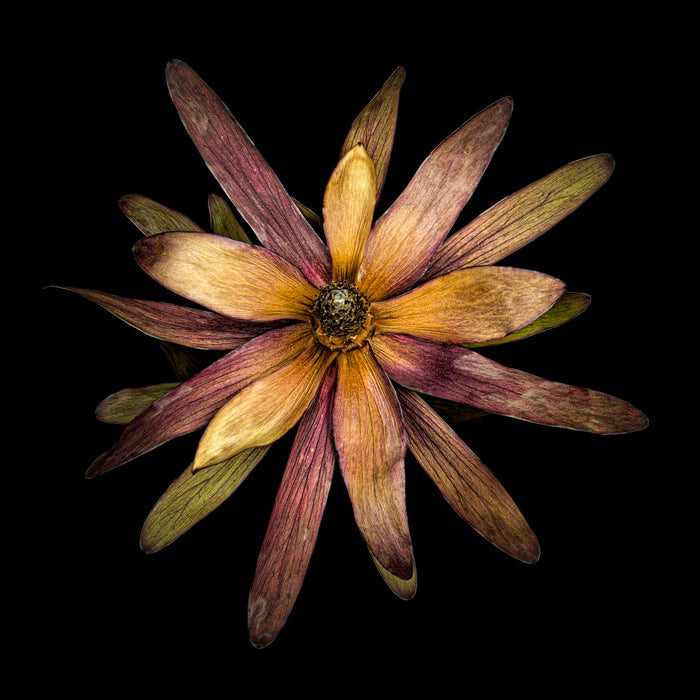 Leucadendron 9