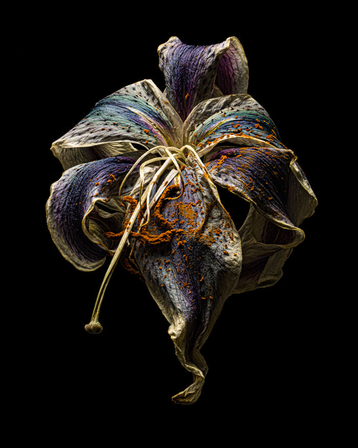Lily 16