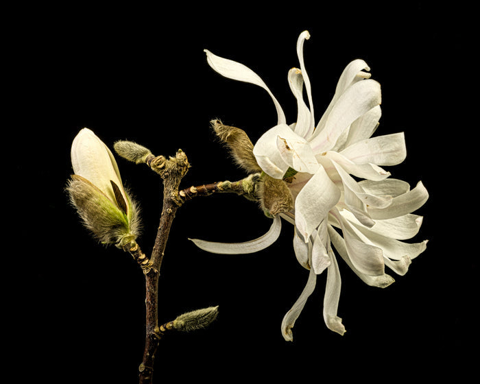 Magnolia 21
