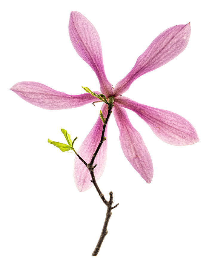 Magnolia 21