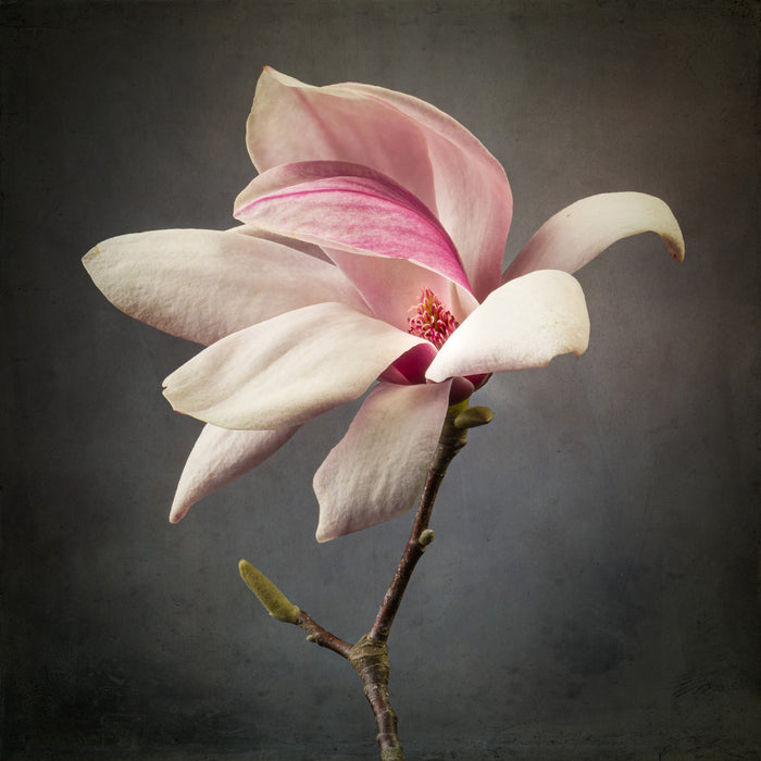 Magnolia 22