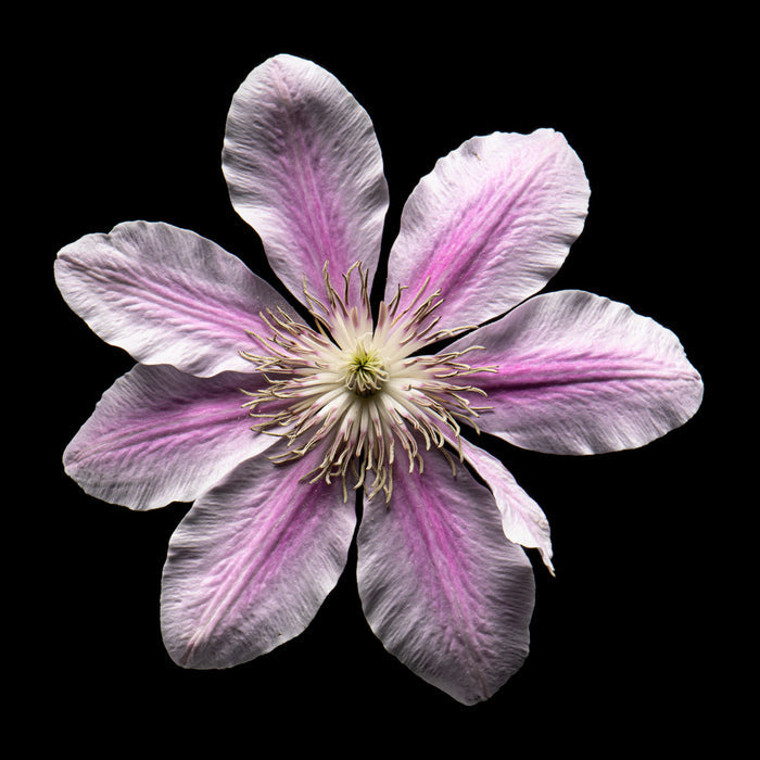 Magnolia 25