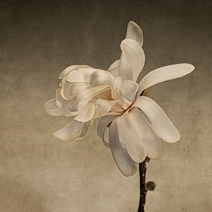 Magnolia 9