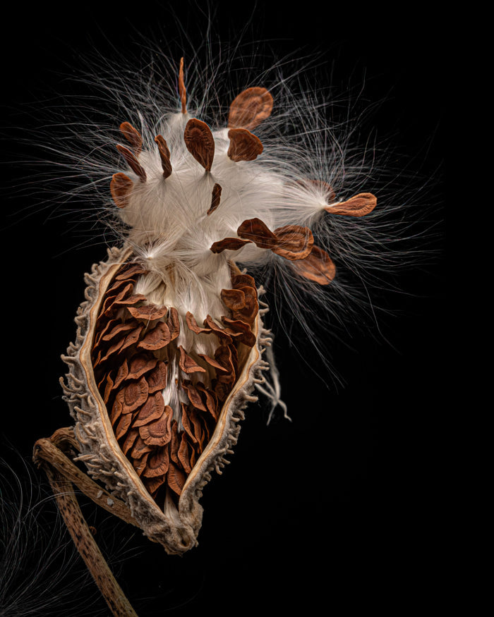Milkweed 12