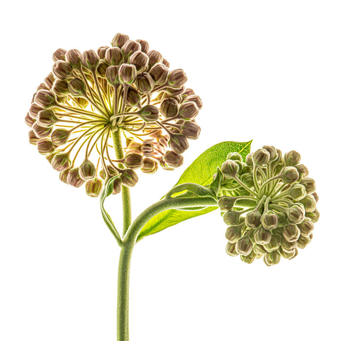 Milkweed 13