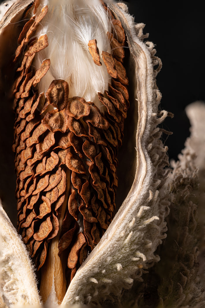 Milkweed 3