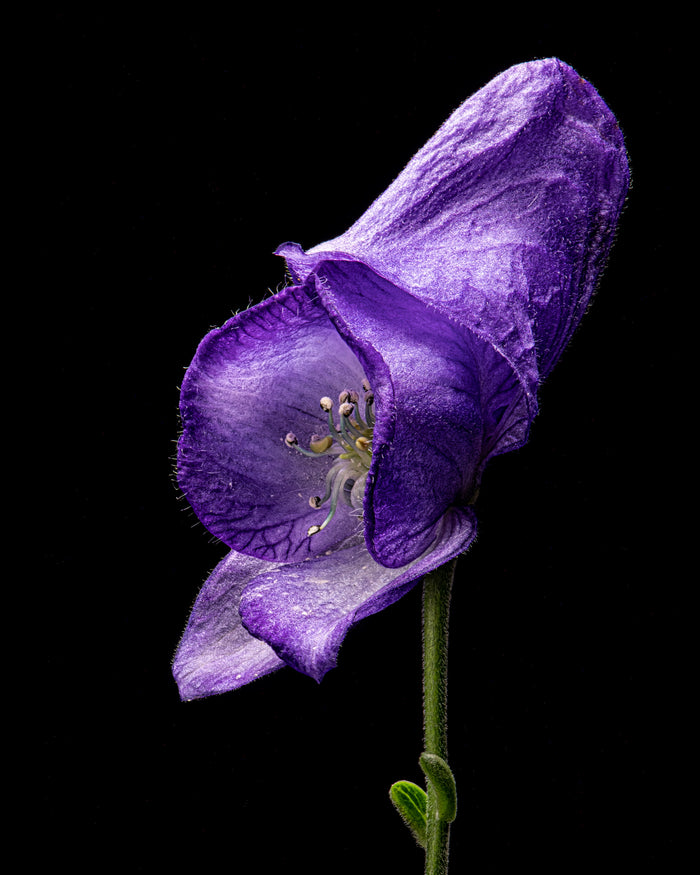 Monkshood 1