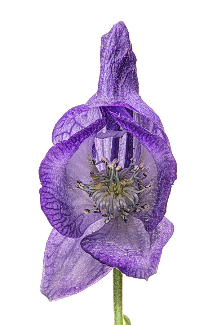 Monkshood 3