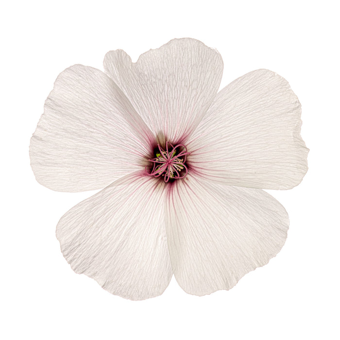 Musk Mallow 1