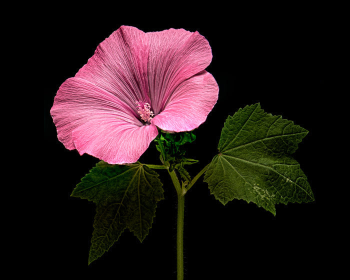 Musk Mallow 6