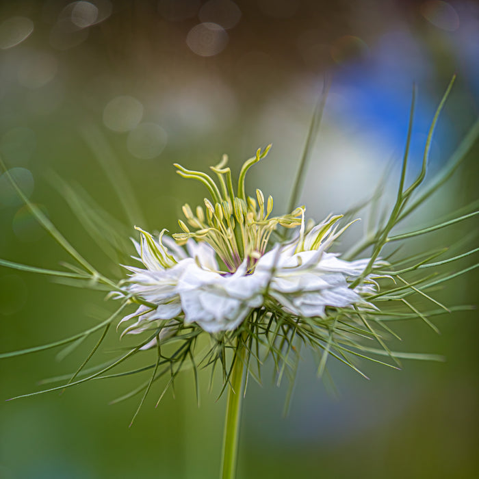 Nigella 1