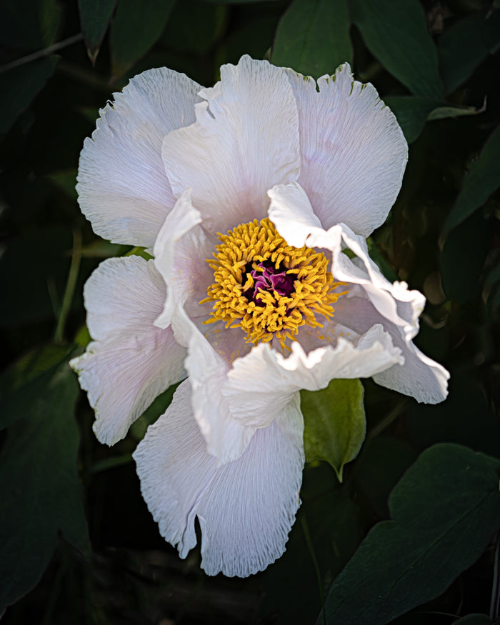 Peony 10