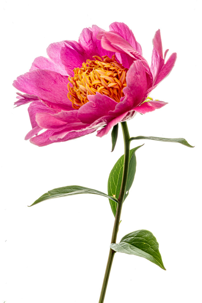 Peony 17