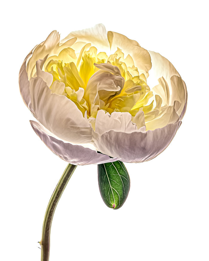 Peony 18