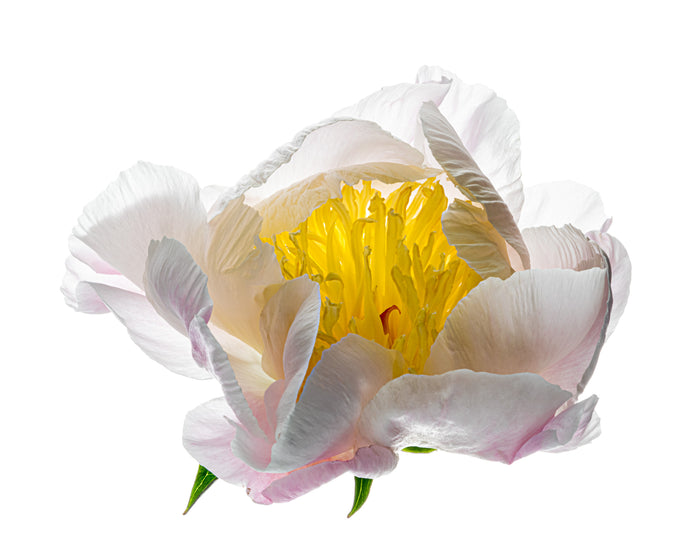 Peony 21
