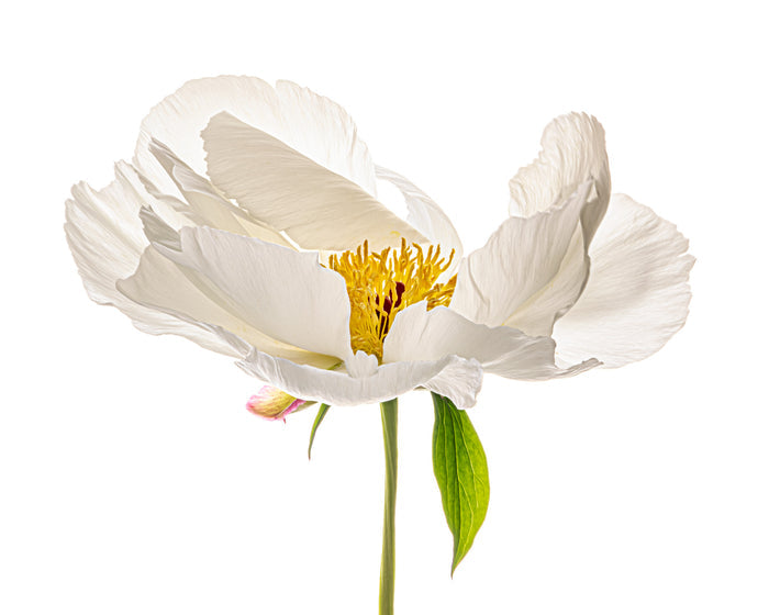Peony 23