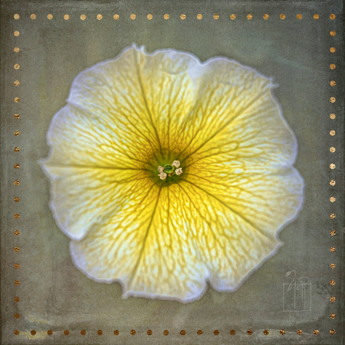 Petunia 2