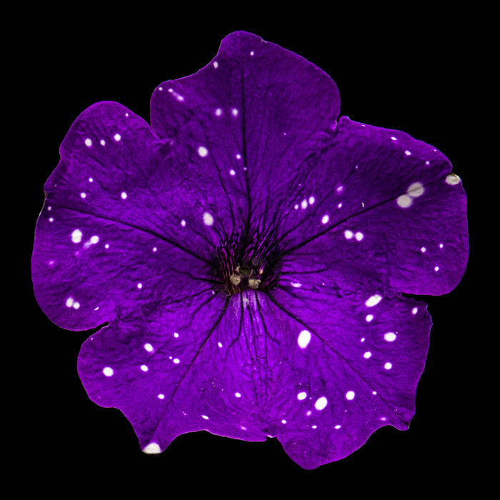 Petunia 5