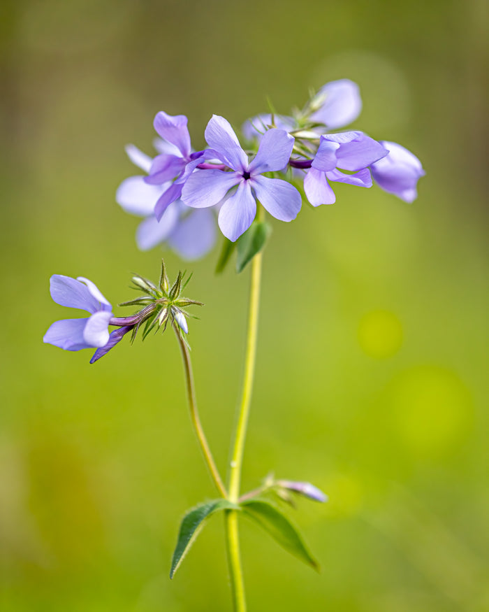 Phlox 2