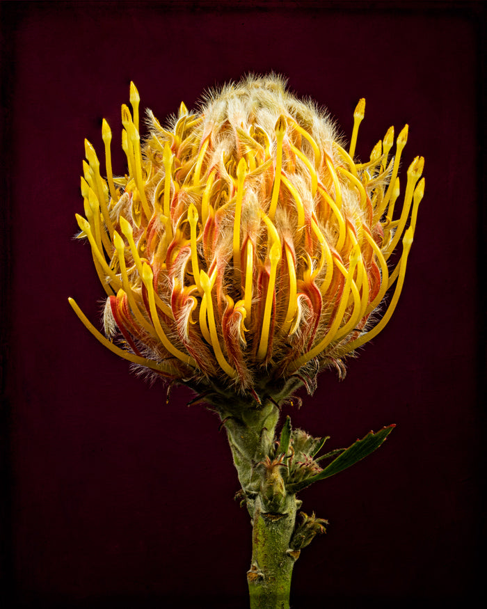 Pincushion 8