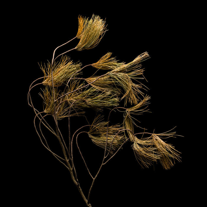 Pine 3