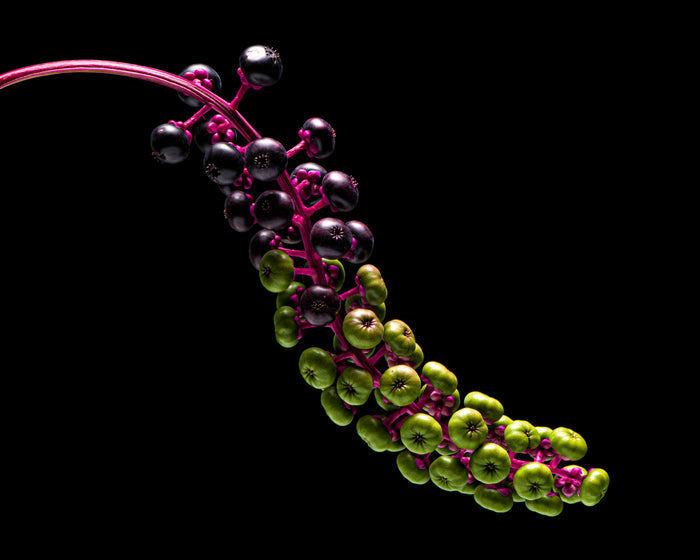 Pokeweed 7