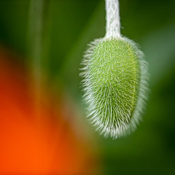 Poppy 8