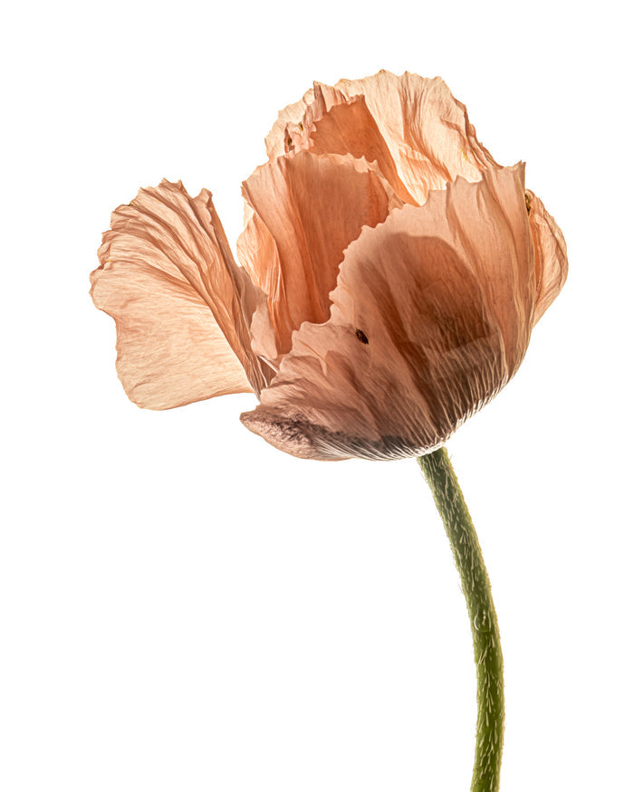 Poppy 9