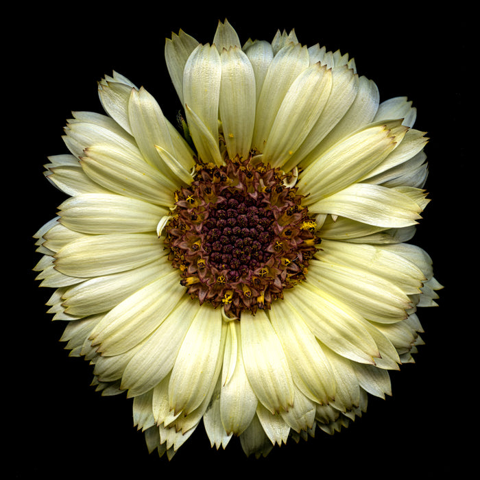 Pot Marigold 1