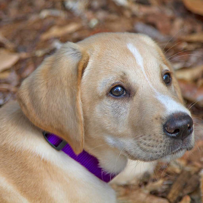 Purple Collar