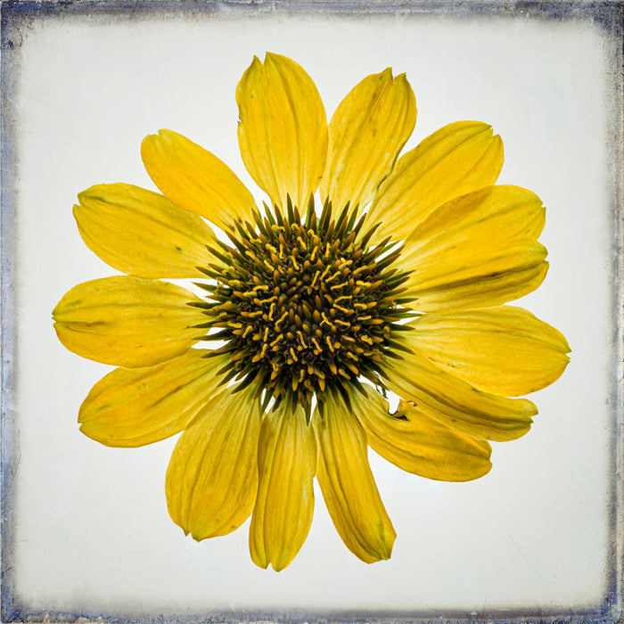 Purple Coneflower 6
