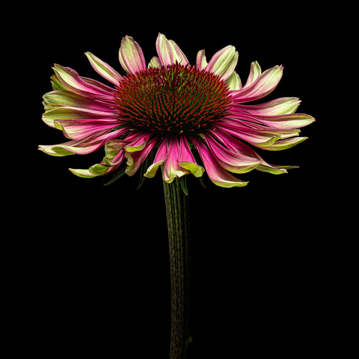 Purple Coneflower 7