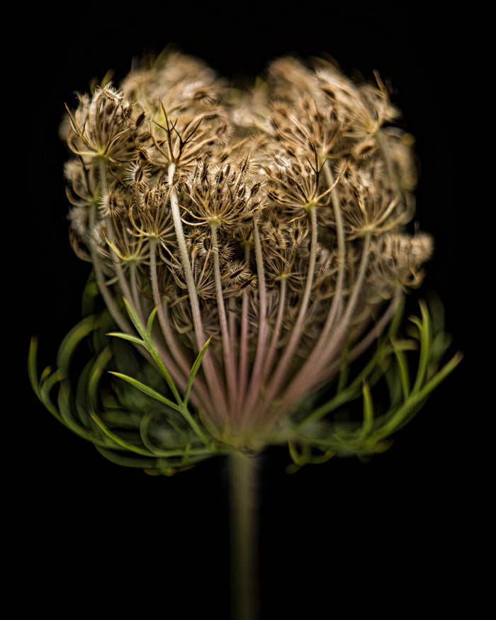 Queen Anne's Lace 5