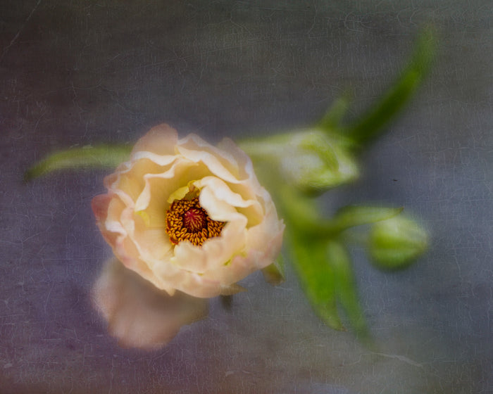 Ranunculus 17