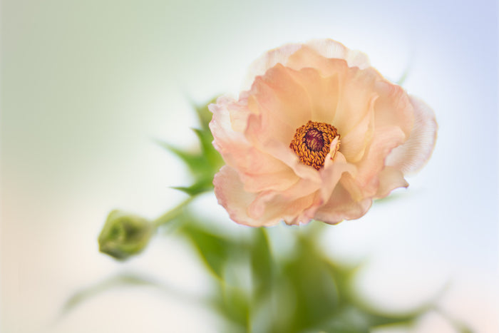 Ranunculus 18