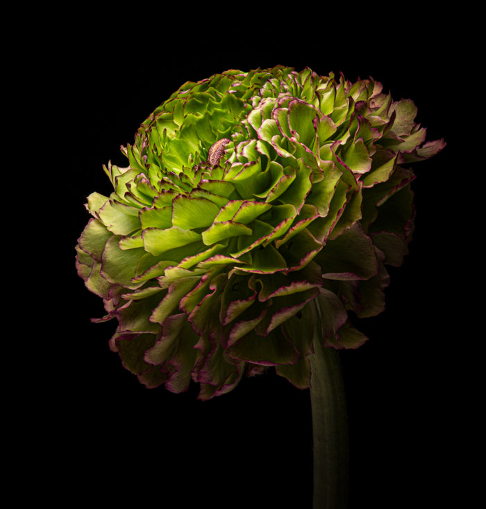 Ranunculus 20
