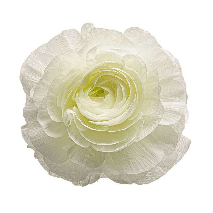 Ranunculus 28