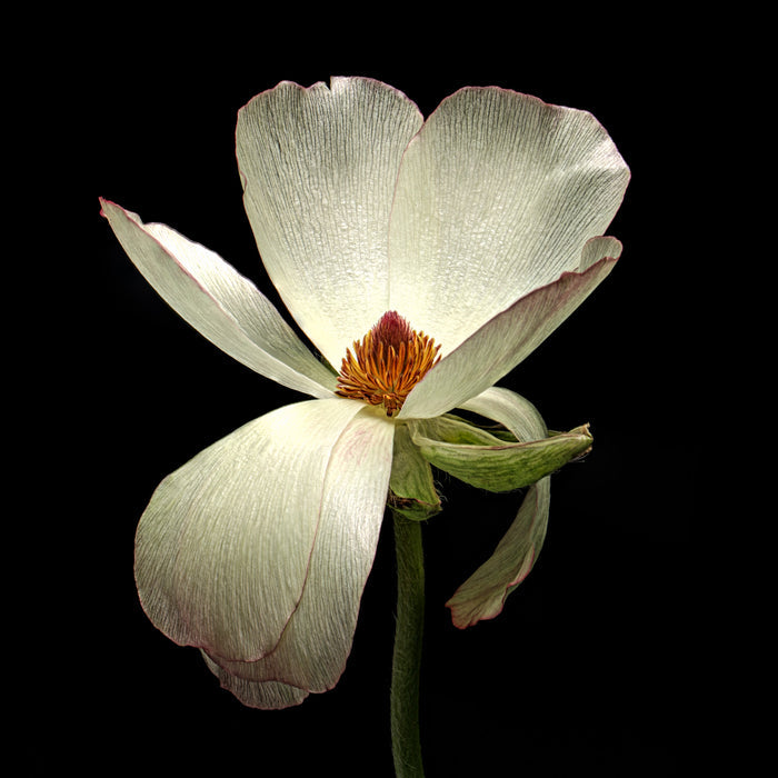 Ranunculus 32