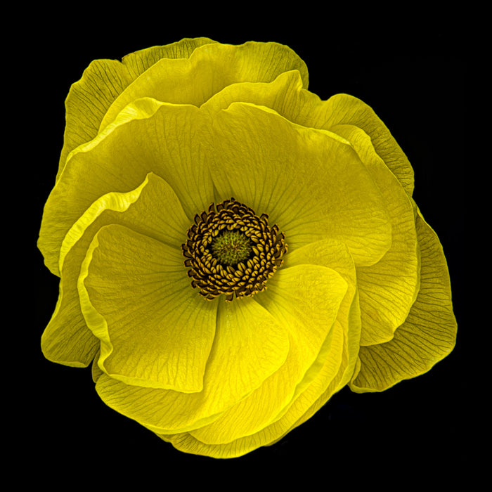 Ranunculus 34