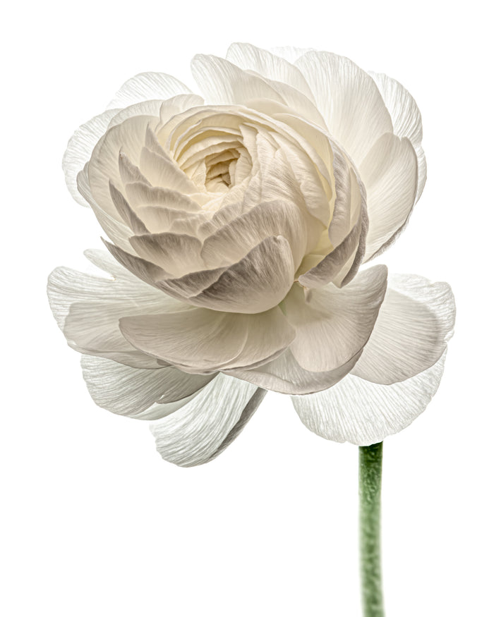 Ranunculus 7