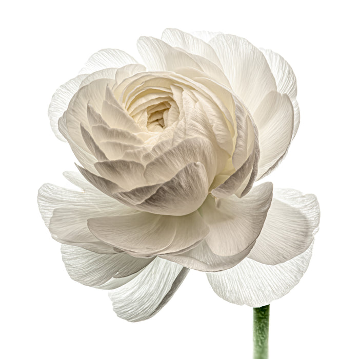 Ranunculus 7